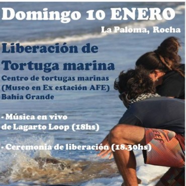 La Paloma: esta tarde liberan una tortuga marina