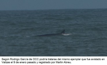 Domingo de sorpresas: por primera vez en veinte años, ballenas rorcuales visitaron las costas de La Paloma