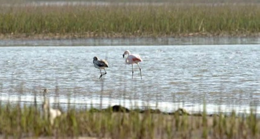 Actividades por el Día Mundial de los Humedales en Laguna de Rocha
