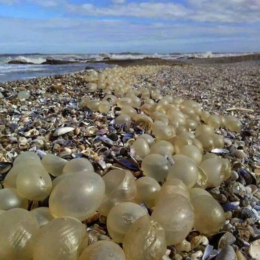 Huevos transparentes en la orilla... ¿De qué son?