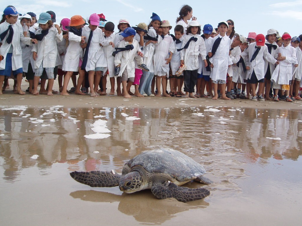 Nos asomamos al fascinante mundo de las tortugas marinas