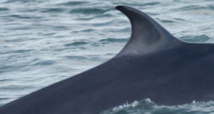 Sorpresa de sábado: avistaron tres ballenas Bryde en La Pedrera