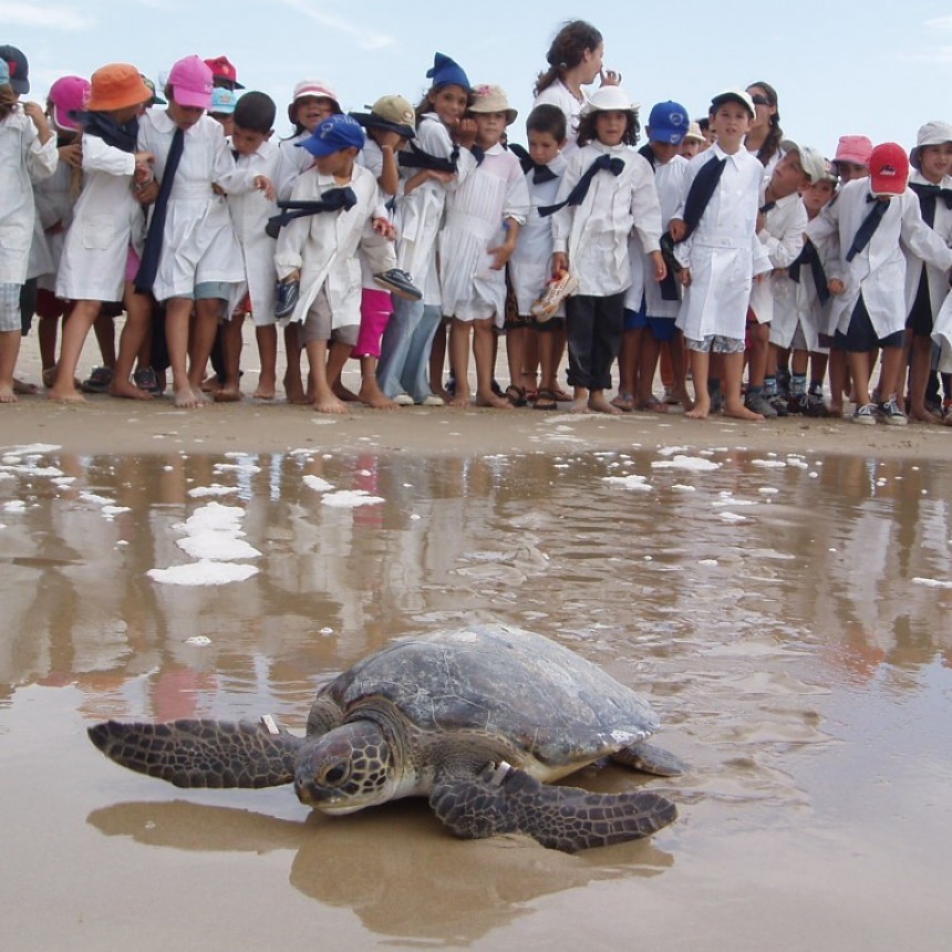 Nos asomamos al fascinante mundo de las tortugas marinas