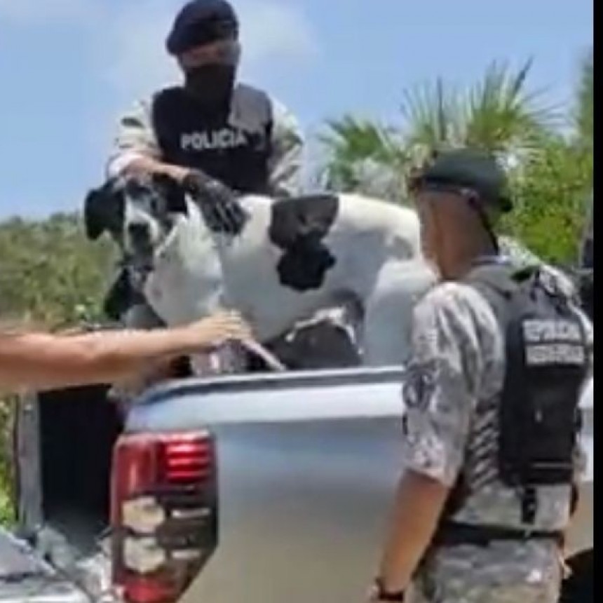 Intendencia secuestró tres perros que habían sido denunciados por morder