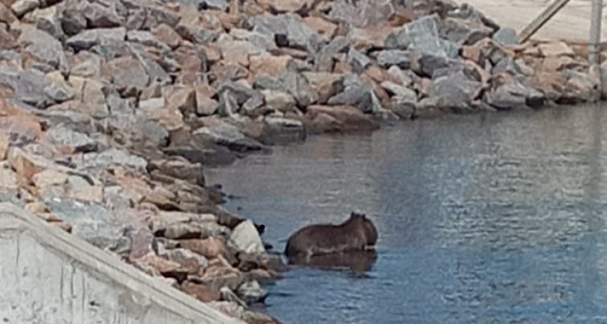 Reinsertaron en su hábitat a un carpincho que había aparecido en el Puerto de La Paloma