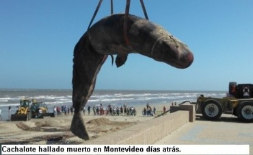 Apareció una ballena muerta en las costas de Rocha y responsabilizan a ANCAP por las exploraciones que realiza en el océano