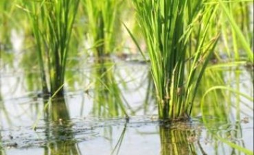 ROCHA RESTAURA CAMINOS PARA ASEGURAR TRÁNSITO A PRODUCTORES DE ARROZ