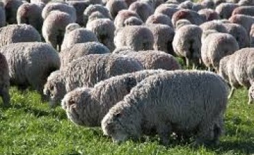 Muestra ovina en Rocha