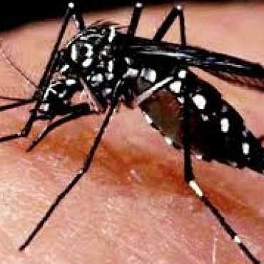 Combatiendo al Aedes aegypti