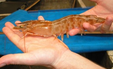 A pescar el camar&oacute;n