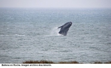 Avistaron una ballena en La Paloma