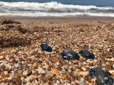 El colorido mundo de las Velella