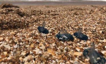 El colorido mundo de las Velella