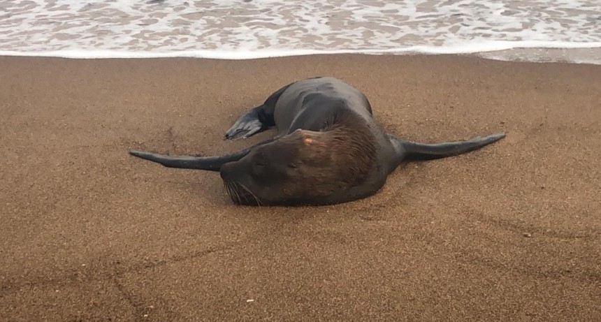 Lobo marino herido en el faro “lo mejor es dejarlo tranquilo para que se recupere”