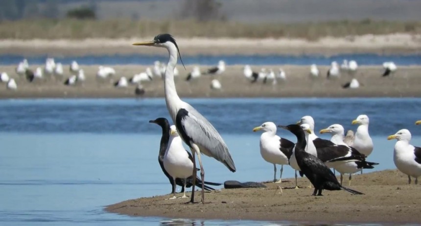 La importancia de Uruguay en el mundo de las aves
