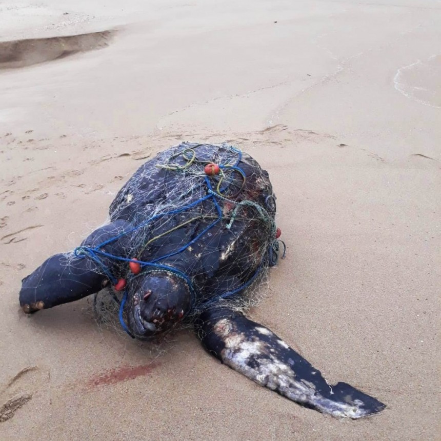 Apareció una tortuga siete quillas muerta, envuelta en una red de pesca