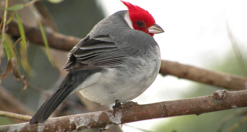 Bañados del Este es uno de los sitios más importantes para las aves en Uruguay