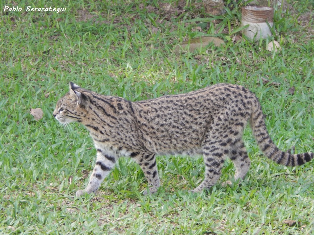 La columna de Coendú: gato montés