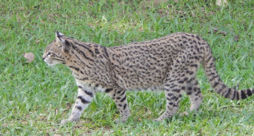 La columna de Coendú: gato montés