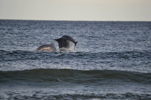 Temporada de delfines