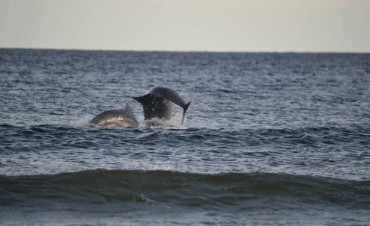 Temporada de delfines