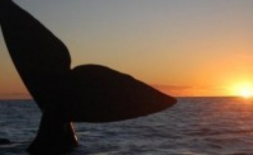LE ORDENAN A JAPÓN DETENER LA CAZA DE BALLENAS EN EL ATLÁNTICO