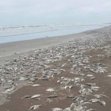 Investigan la gran cantidad de peces muertos que aparecieron en las costas de Uruguay y Argentina