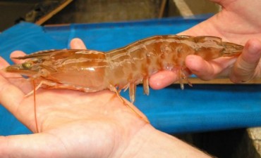 ROCHA: COMENZÓ LA ZAFRA CON CAMARONES  RECORD