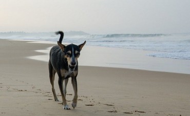 ¿De quién es ese perro?