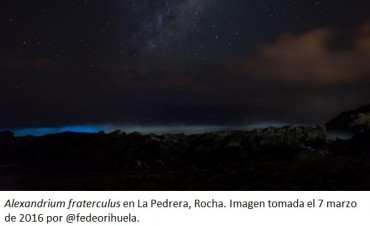 No, no son noctilucas…