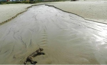 Apareció un margay sin vida en Playa Zanja Honda