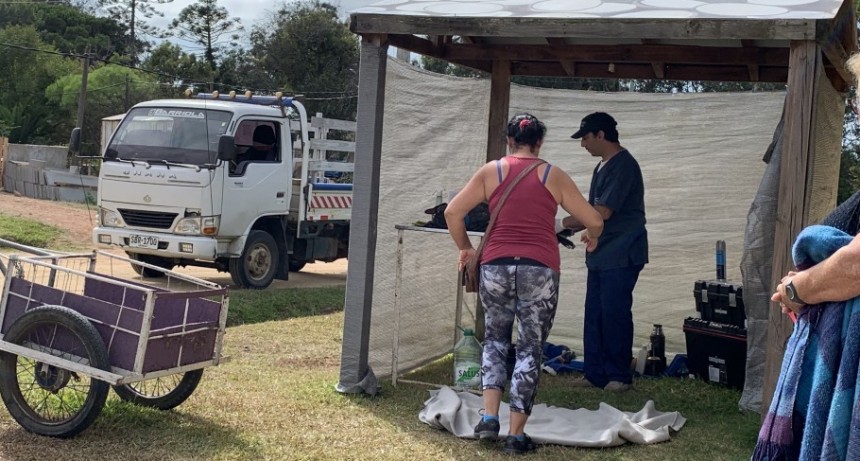 Se castraron 26 perros en Costa Azul