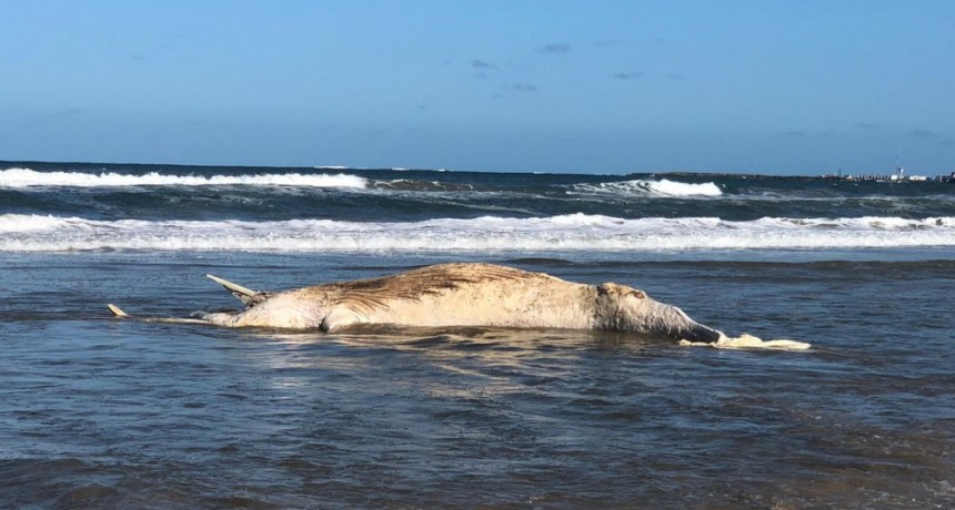 Apareció una ballena muerta en Costa Azul