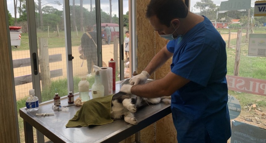 Nueva jornada de castraciones de perros y gatos