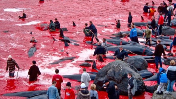 Japón seguirá pescando ballenas en el Pacífico aunque reducirá las capturas