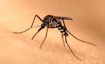 ROCHA: COMIENZAN LAS ACCIONES PARA VERIFICAR O DESCARTAR PRESENCIA DEL MOSQUITO QUE TRANSMITE EL DENGUE