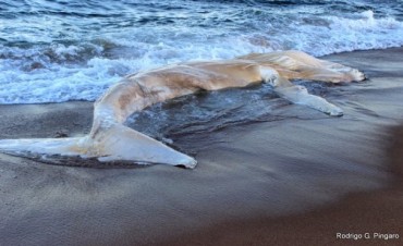La Paloma: quedó varada una ballena en la playa de Arachania