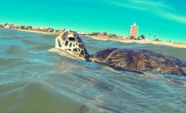 Tortugas, draga y el trabajo de Karumbé