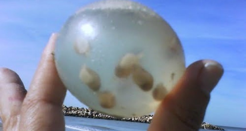 ¿Qué son esos huevos que aparecen en la playa?