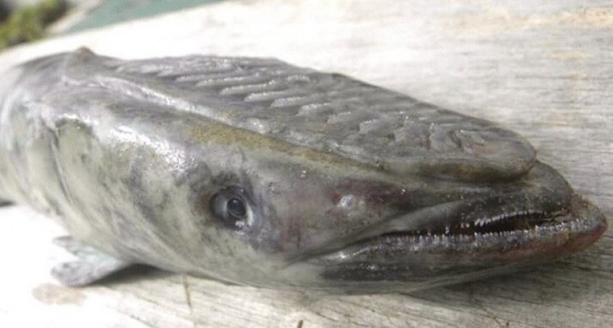 Subí que te llevo: remora, el singular pez que apareció en Playa La Aguada