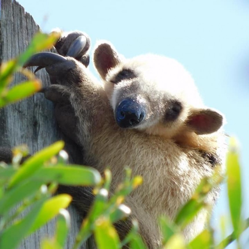 Oso hormiguero apareció en Barra del Chuy para sorpresa de los vecinos