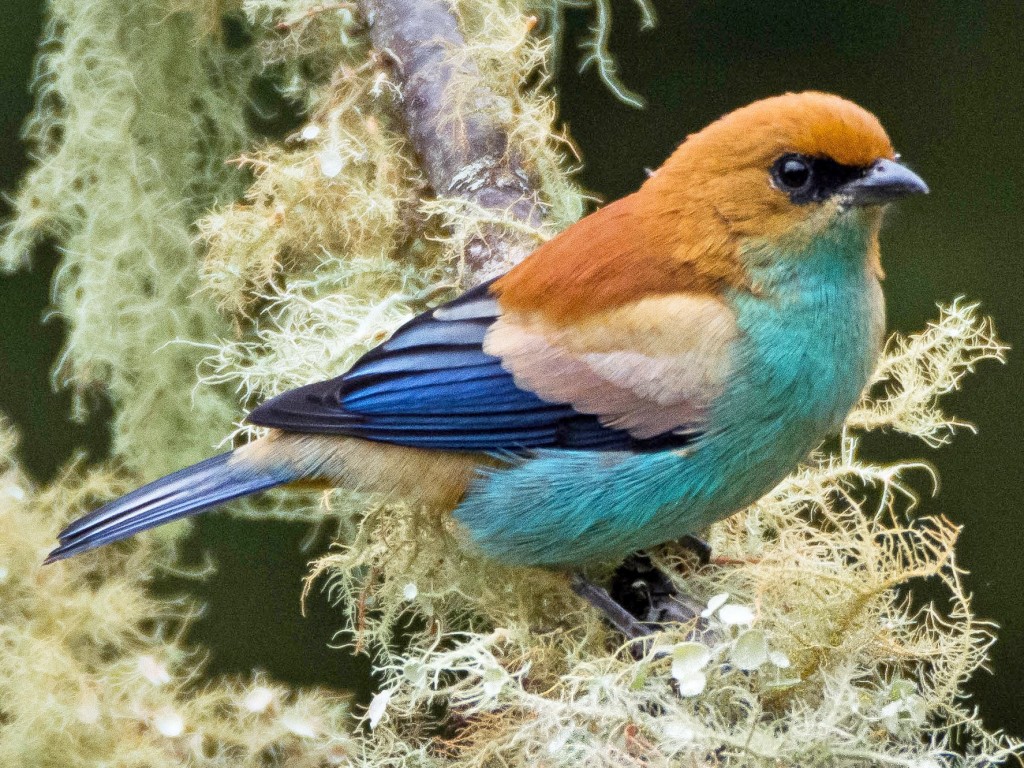 Una vuelta por la región serrana del Este y su variedad de paisajes y especies de aves