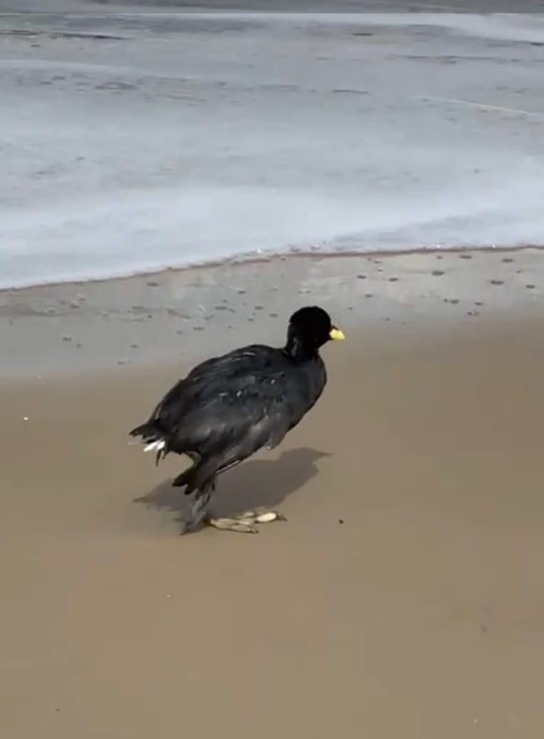 Las gallaretas, las aves que más sufren la apertura de la barra en la Laguna de Rocha