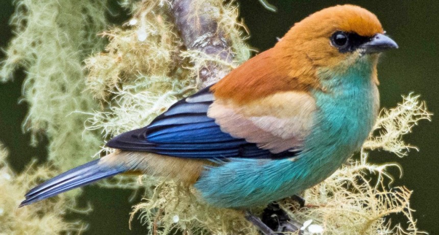 Una vuelta por la región serrana del Este y su variedad de paisajes y especies de aves