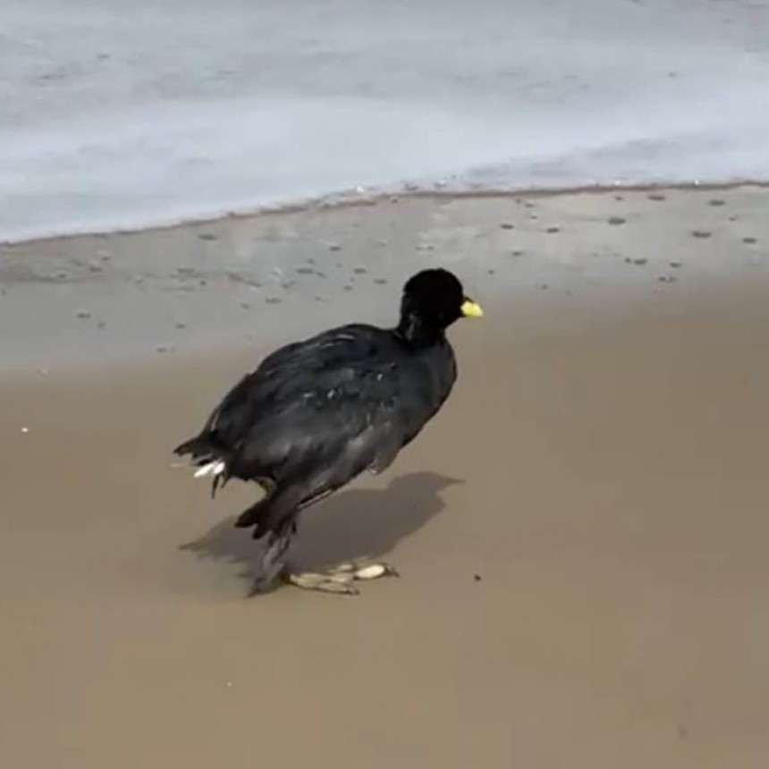 Las gallaretas, las aves que más sufren la apertura de la barra en la Laguna de Rocha