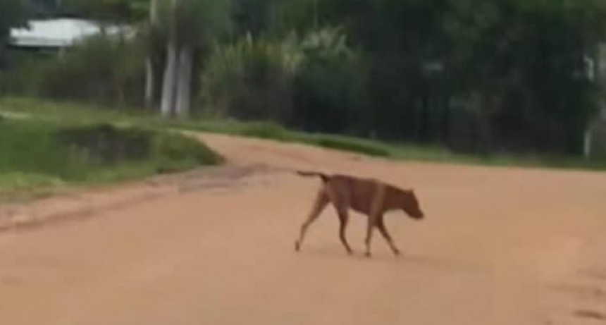 Ataque de perros en La Paloma: tres personas resultaron heridas
