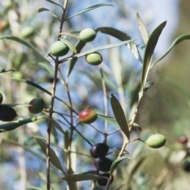 Curso de poda de olivos