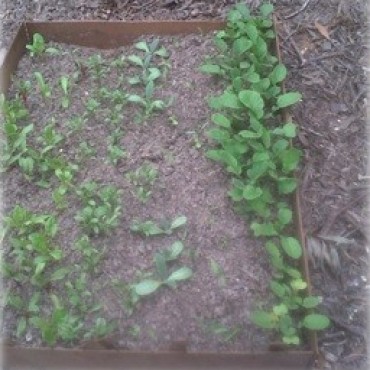 Preparándonos para plantar