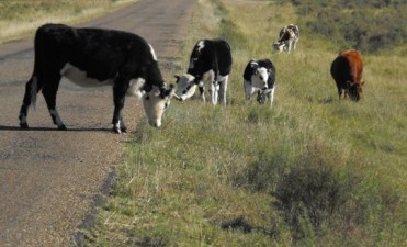 Sequía : en Rocha solo cuatro productores se anotaron para recibir ayuda del Ministerio