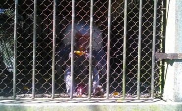 No más jaulas: cerró el zoo de Rocha